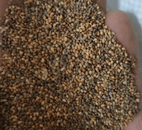 🌱🌹Hegyi Rózsa: Szépség, ami sosem fakul, még a kezdő pengékkel játszók számára sem!" 🌺