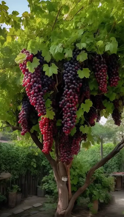 Óriás szőlőfa magjai: Vékony héjúak, nagyok és mag nélküliek 🍇🌿