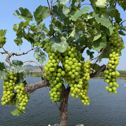 Óriás szőlőfa magjai: Vékony héjúak, nagyok és mag nélküliek 🍇🌿
