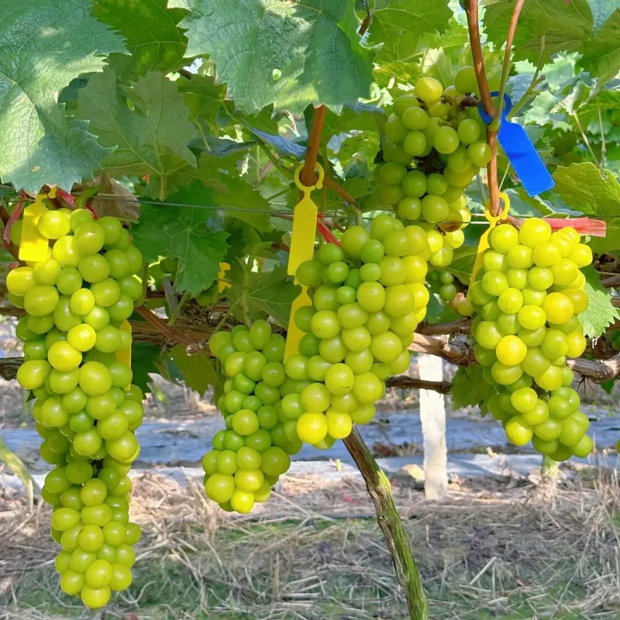 Óriás szőlőfa magjai: Vékony héjúak, nagyok és mag nélküliek 🍇🌿