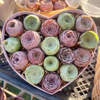 🌱🌹Hegyi Rózsa: Szépség, ami sosem fakul, még a kezdő pengékkel játszók számára sem!" 🌺