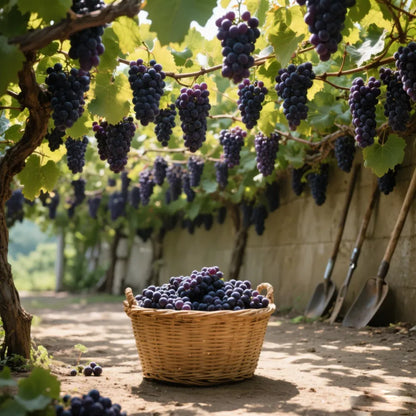 ÓRIÁS SZŐLŐFA MAGOK: MAG NÉLKÜLI JUICY GIANT