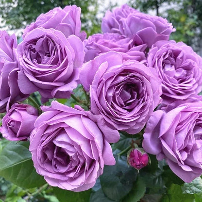 💐Gyönyörű futórózsa magok